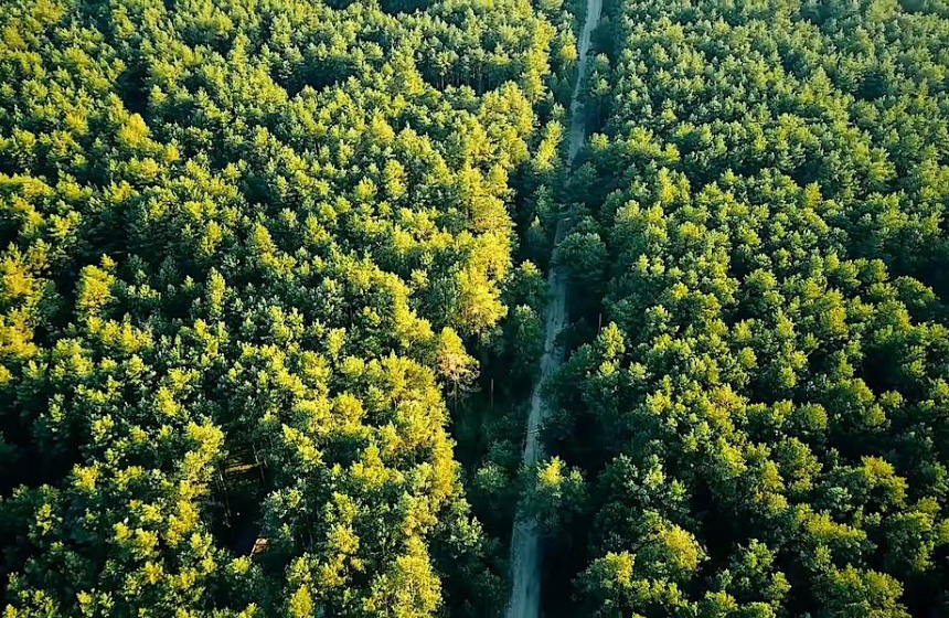 Со следующего месяца в Украине начнут высаживать миллиард деревьев 