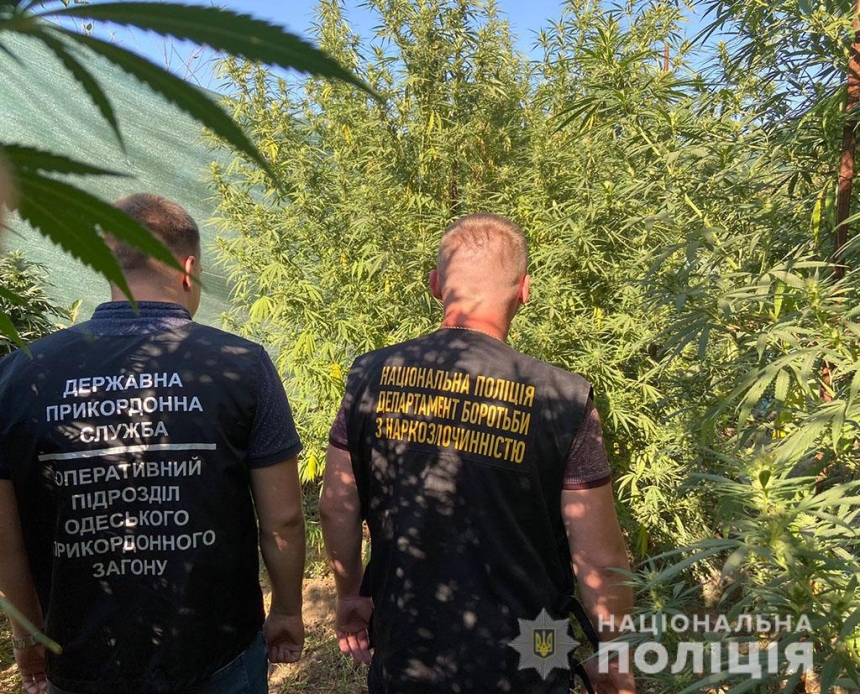 Полиция изъяла у жителя Николаевской области трехметровые кусты конопли и патроны