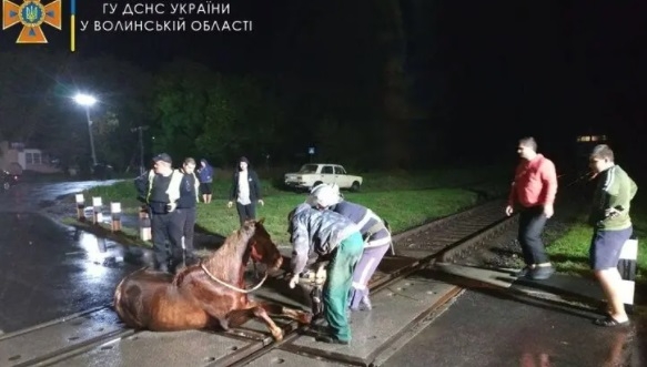 Под Волынью ради спасения коня пришлось остановить поезд