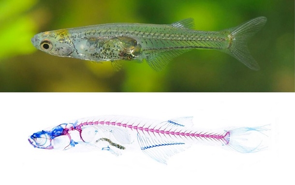 Ученые доказали, что у рыбок из рода Danionella есть мозг