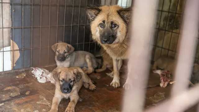 Компаньоны, а не обед: в Южной Корее хотят запретить есть собак 