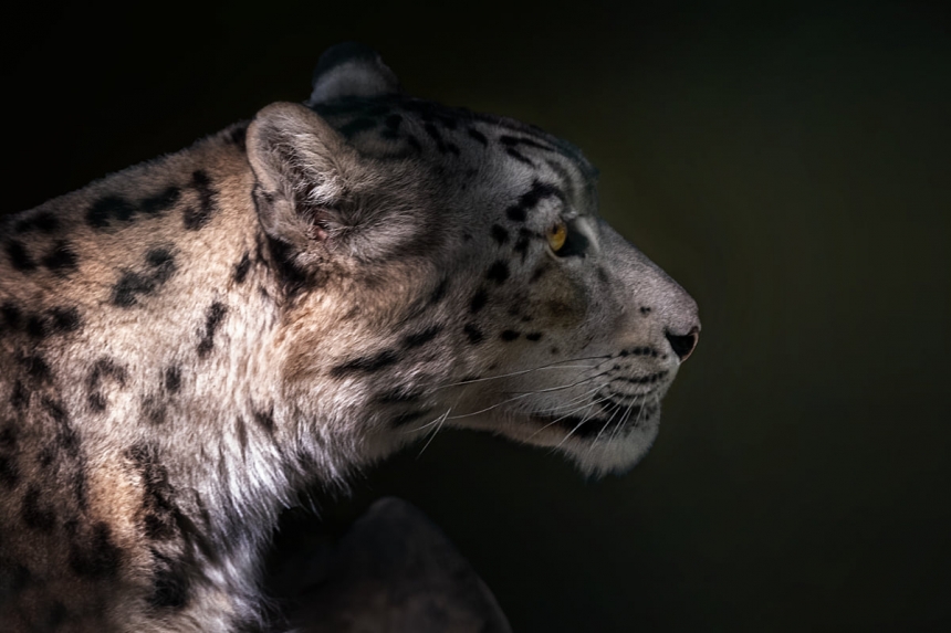 Фотограф опубликовал удивительные снимки животных николаевского зоопарка