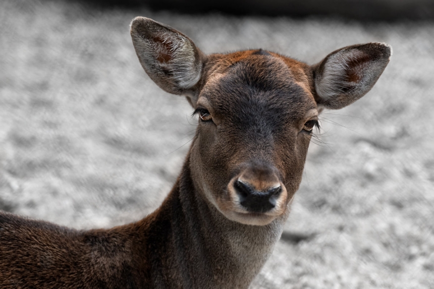 Фотограф опубликовал удивительные снимки животных николаевского зоопарка