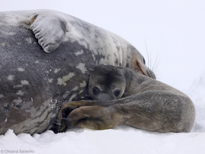 Возле украинской полярной станции родились тюлени (фото)
