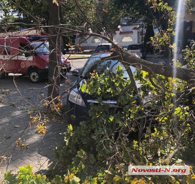 В центре Николаева на припаркованные автомобили рухнуло дерево