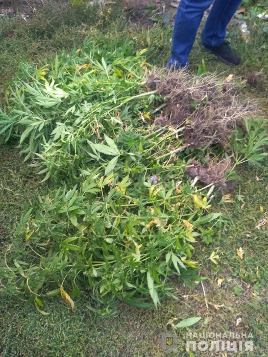 Житель Николаевской области попался на выращивании конопли – изъят 91 куст