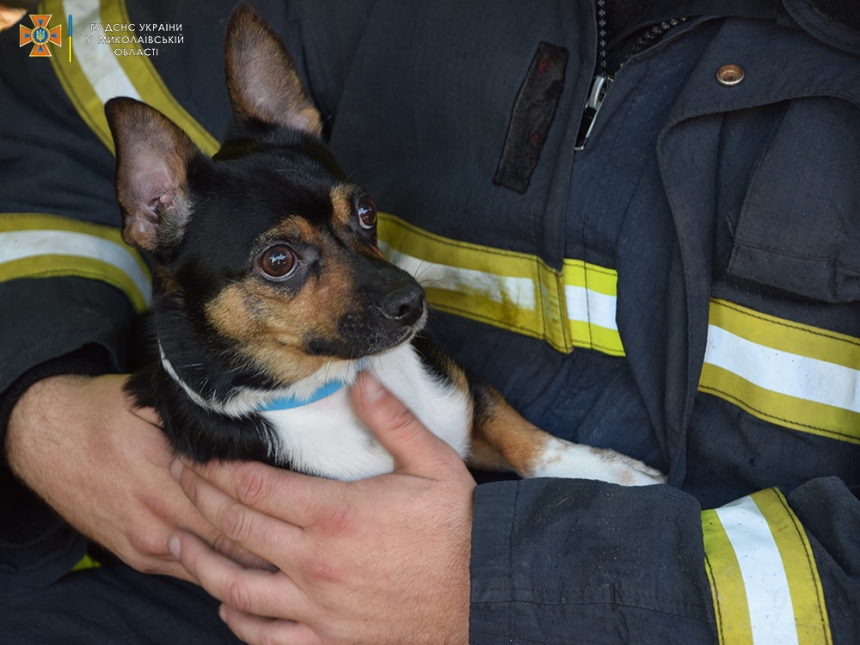 В Николаеве пожарные спасли пса из горящей квартиры