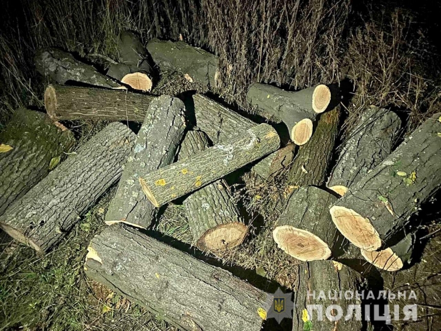 В Николаевской области поймали «черных лесорубов», уничтоживших дубы