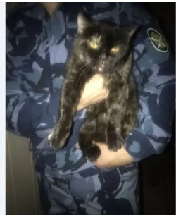 В российскую колонию попал кот-наркокурьер