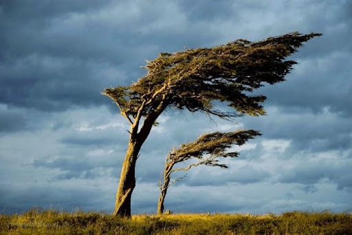 В Николаеве сильный ветер валит деревья — объявлено штормовое предупреждение