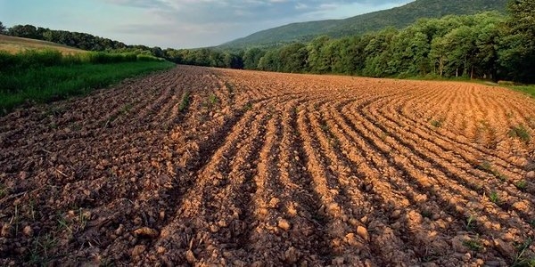 В Николаевской области предприятие не заплатило более миллиона гривен за аренду земли