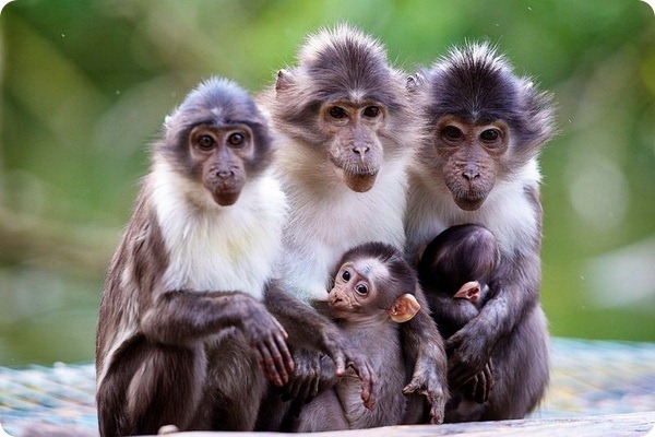 В зоопарке загорелся дом для обезьян: погибла стая мангобеев