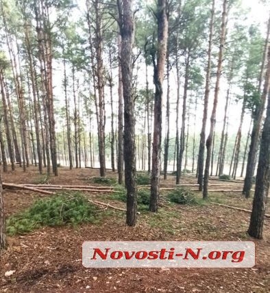 Николаевский горсовет не разрешил лесхозу  вырубку деревьев в Балабановском лесу