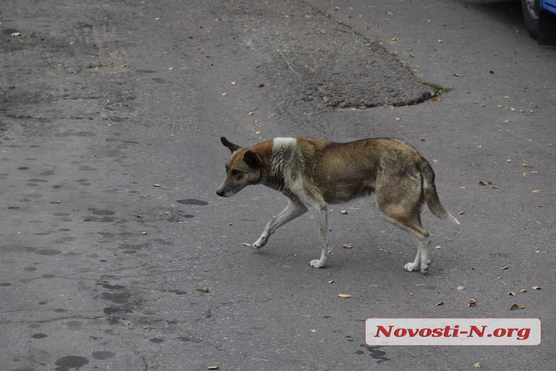 Николаевскому троллейбусу 54 года: фоторепортаж из депо