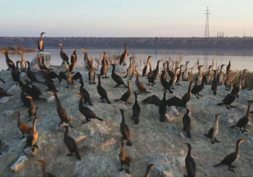 В Николаеве на острове поселились сотни бакланов: видео с дрона