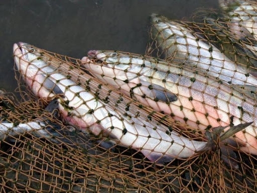 Жители Николаевской области выловили 59 рыб: ущерб оценили в 230,5 тысяч гривен