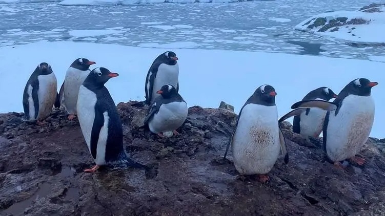 Пингвины-однолюбы украинской полярной станции в Антарктиде снесли первое яйцо (фото)