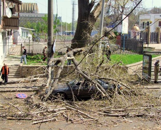 В центре Одессы дерево рухнуло на женщину и машину