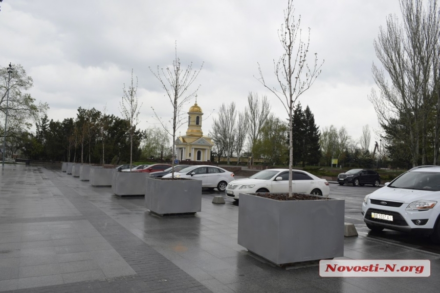 В Николаеве с Серой площади убрали деревья в кадках - их высадят вдоль проспектов и на зеленых зонах