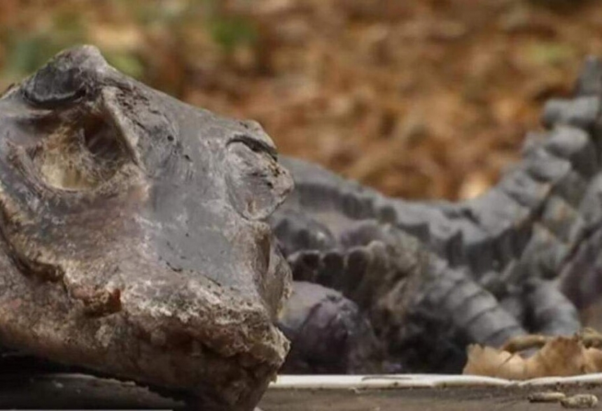 В центре Киева на клумбе нашли мертвого крокодила
