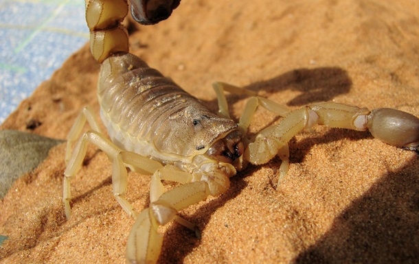 В Египте курортный город заполонили скорпионы: есть жертвы (видео)