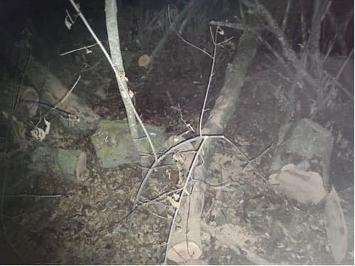 Жителю Первомайского района сообщили о подозрении в незаконной порубке деревьев