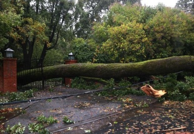 Жительницу Харьковской области убило упавшее дерево