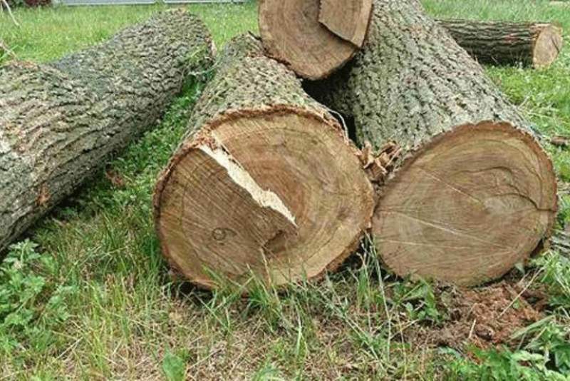 Житель Николаевской области вырубил деревьев в урочище на 700 тысяч гривен