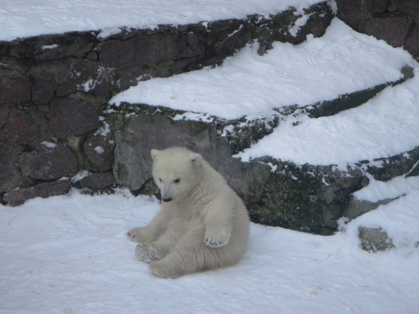 В Николаевском зоопарке празднует свой 4-й день рождения белая медведица Сметанка (видео)