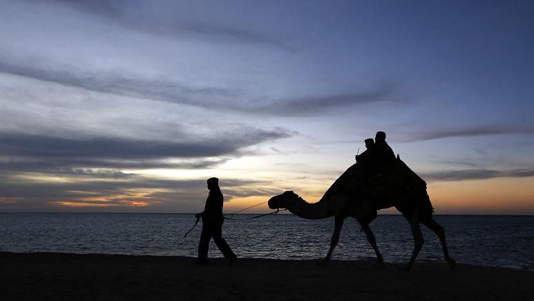 Верблюдов, участвовавших в конкурсе красоты, дисквалифицировали из-за ботокса