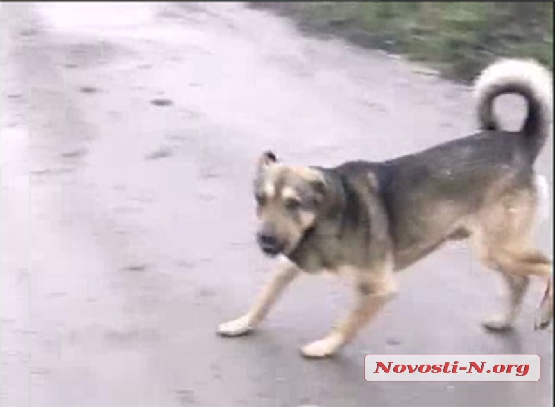 Собака «терроризирует» жителей Николаевской области: на хозяйку животного написали заявление