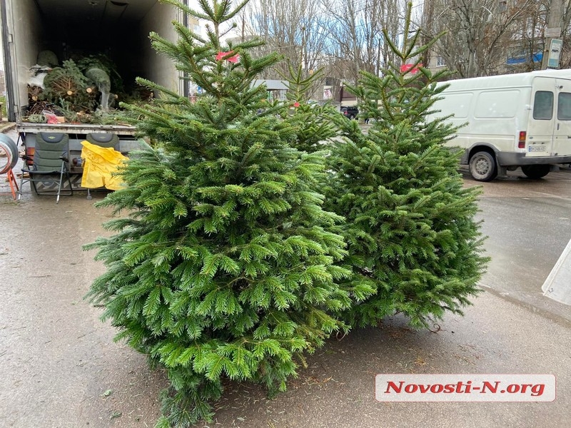 В Николаеве в продаже появились первые елки: цены от 200 до 5 000 гривен