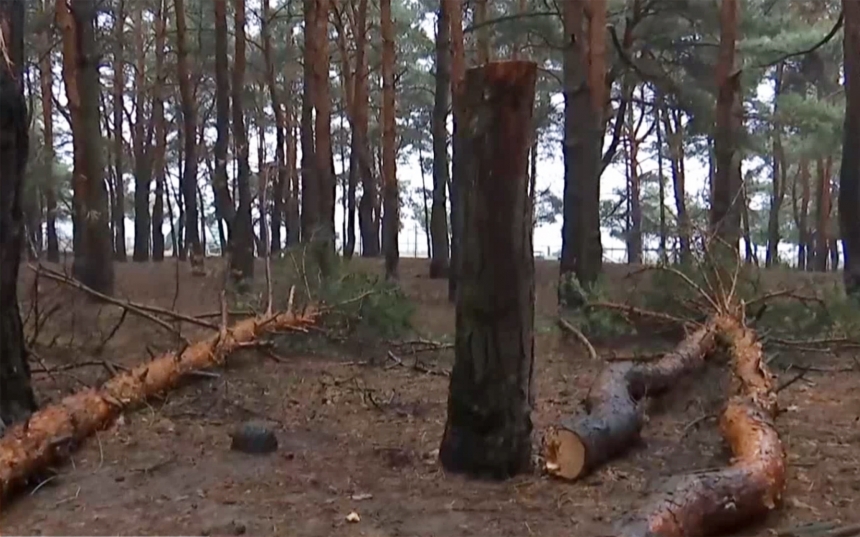 В Николаеве орудует «сосновый маньяк»: рубит по дереву в день