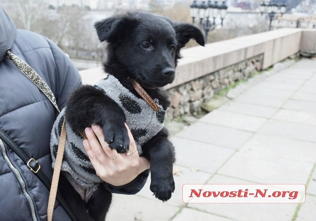 «У счастья нет породы!» - в Николаеве прошла выставка беспородных собак (фото)