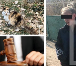 Девушку, насильно поившую кота пивом, признали виновной в жестоком обращении с животными