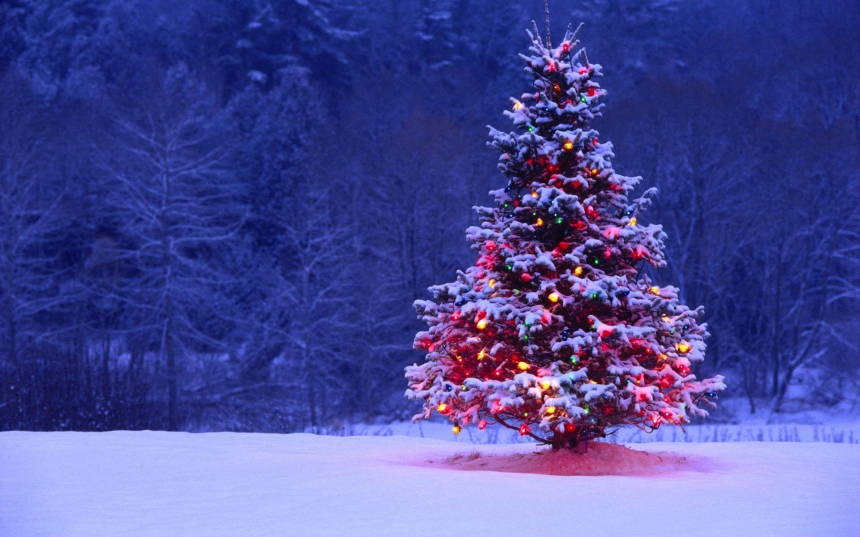 В Одессе с 1 января начнут работу спецплощадки сбора новогодних елок