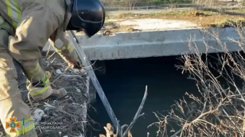 Под Одессой спасатели вытащили собаку из выгребной ямы (видео)