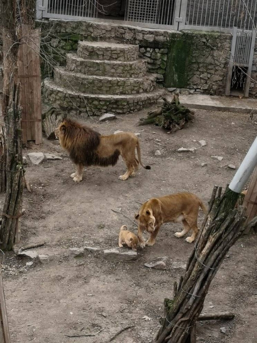 В Николаевском зоопарке показали прогулку семейства львов 