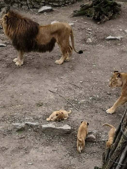 В Николаевском зоопарке показали прогулку семейства львов 