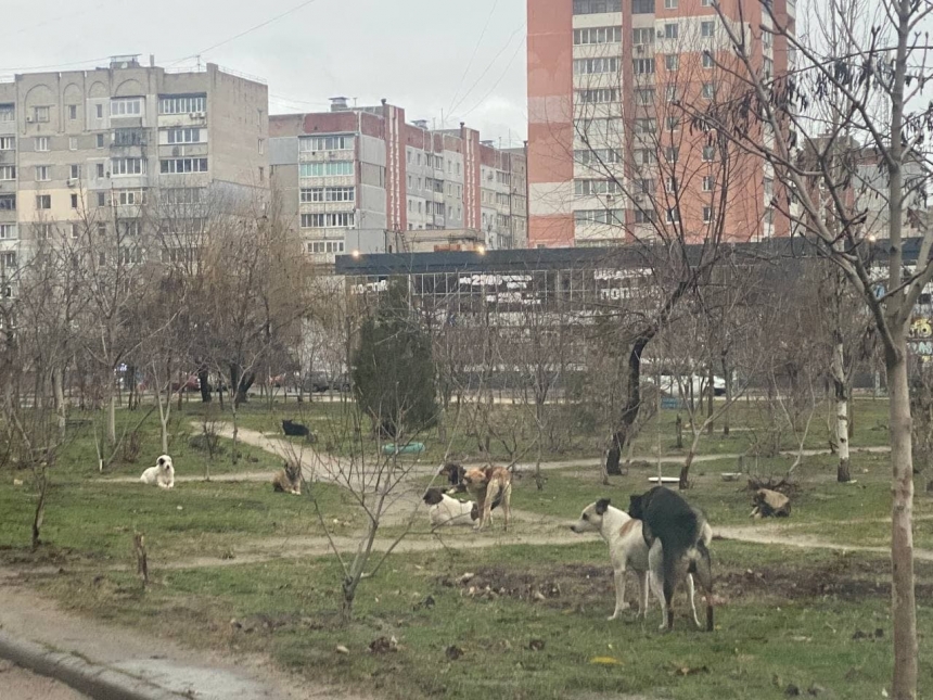 В Николаеве сквер «оккупировала» стая бездомных собак