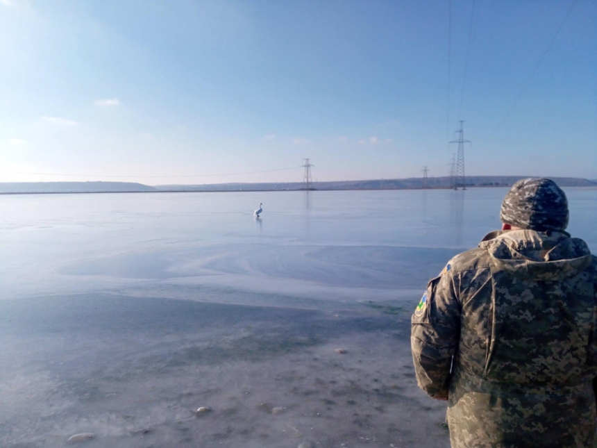В Николаевской области спасли лебедя, вмерзшего в лед на Тилигульском лимане