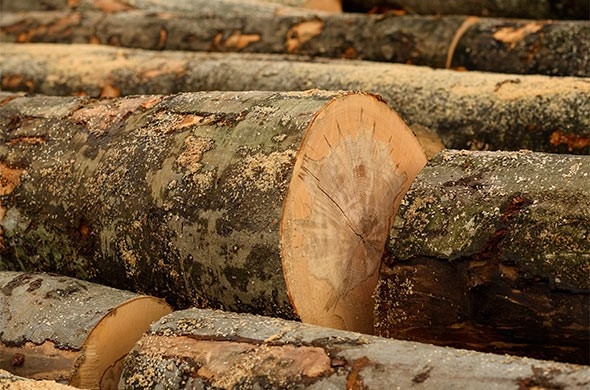 В Николаевской области черный лесоруб спилил деревья более чем на 23 тысячи гривен