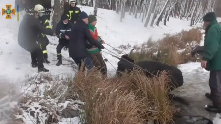 Спасатели вытащили провалившуюся под лед корову (видео)