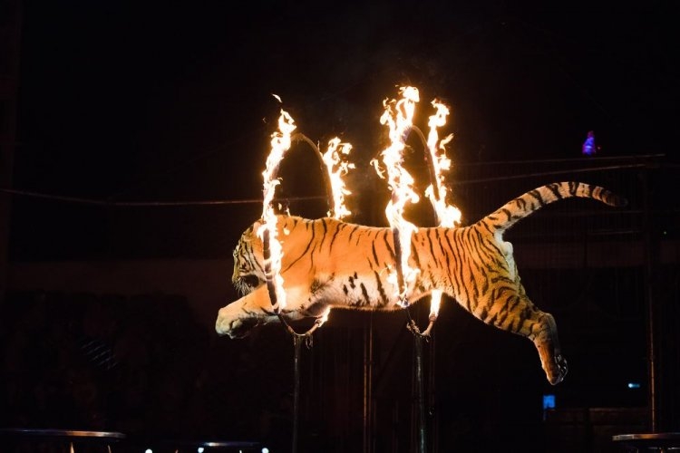 Зоозащитники призывают депутатов запретить цирки с животными