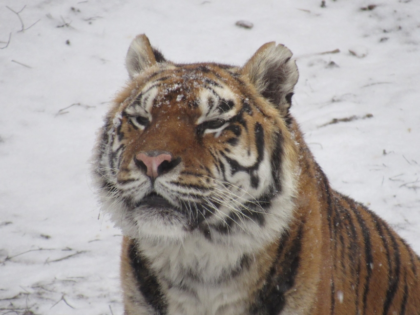 На кого можно посмотреть в Николаевском зоопарке зимой (фоторепортаж)