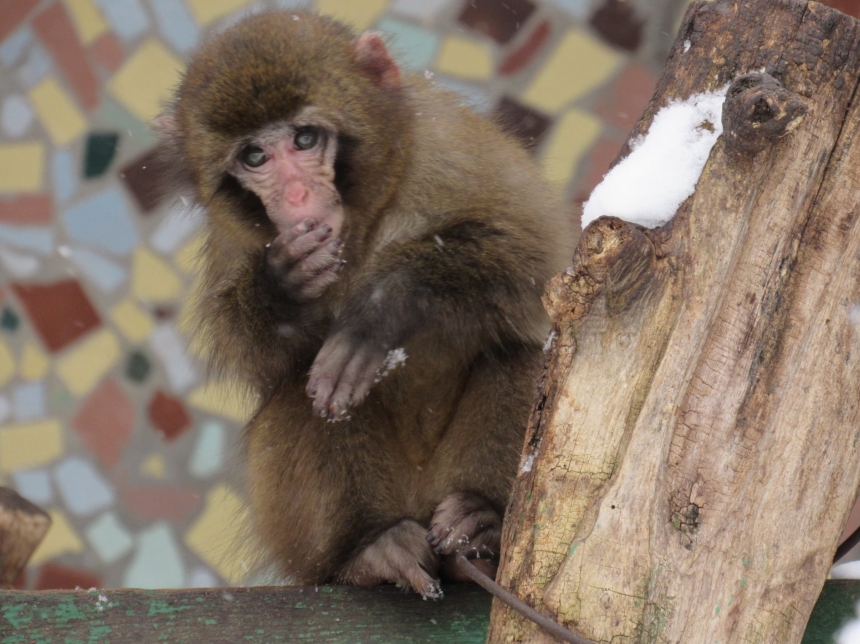 На кого можно посмотреть в Николаевском зоопарке зимой (фоторепортаж)