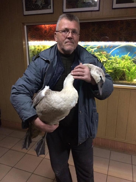 В Николаеве спасли лебедей, вмерзших в лед — одну птицу передали в зоопарк