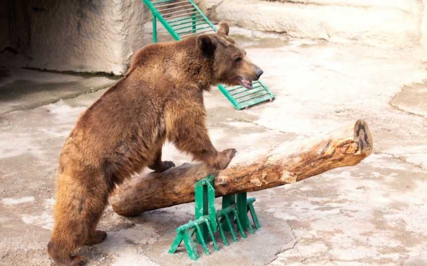 В зоопарке женщина бросила маленькую девочку в вольер к медведю 