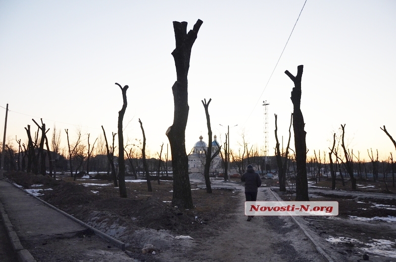 В администрациях Николаева не знают, как кронировать деревья, – вице-мэр