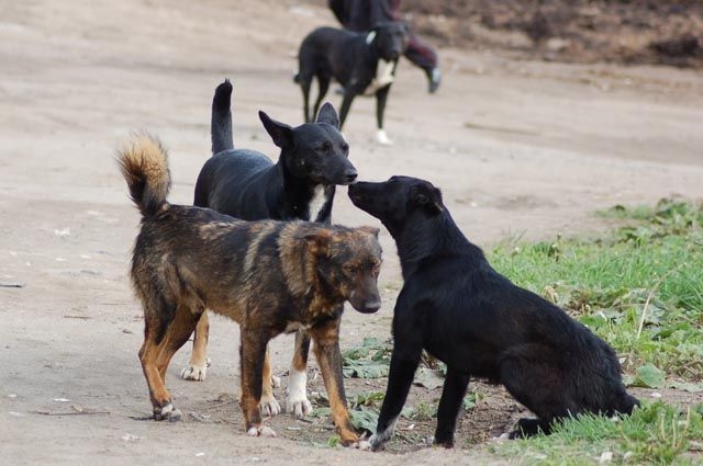 В Одессе купят квадрокоптеры для слежки за бродячими собаками